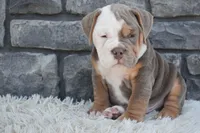 Bentley , a male English Bulldog and Beagle for sale in Berlin, OH – 2 of 5