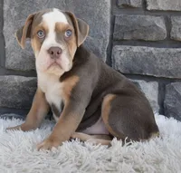 Bonnie , a female English Bulldog and Beagle for sale in Berlin, OH – 2 of 4