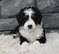 Carly , a female Miniature Bernedoodle for sale in Berlin, OH – 3 of 8