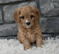 Rocky, a male Cavapoo for sale in Berlin, OH – 2 of 6