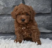 Cash , a male Poodle - Toy  for sale in Berlin, OH – 5 of 8