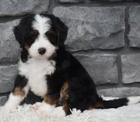 Cinnamon , a female Miniature Bernedoodle for sale in Berlin, OH – 5 of 10