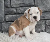 Bubba, a male English Bulldog and Beagle for sale in Berlin, OH – 4 of 5