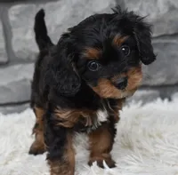 Roxy, a female Cavapoo for sale in Berlin, OH – 7 of 8
