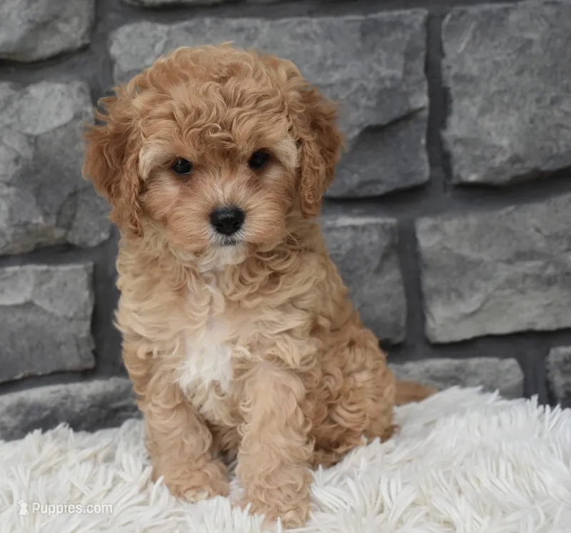 Maggie  – Cavapoo puppy for sale in Berlin, OH