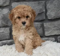 Maggie , a female Cavapoo for sale in Berlin, OH – 3 of 5