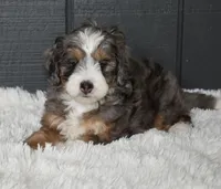 Jodie, a female Miniature Bernedoodle for sale in Berlin, OH – 3 of 6