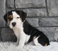 Alice , a female English Bulldog and Beagle for sale in Berlin, OH – 3 of 4