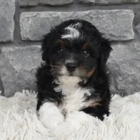 Cash , a male Miniature Aussiedoodle for sale in Berlin, OH – 2 of 6