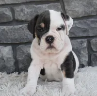 Bella , a female English Bulldog and Beagle for sale in Berlin, OH – 4 of 5