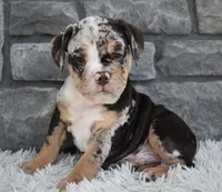 Bubba, a male English Bulldog and Beagle for sale in Berlin, OH – 5 of 6