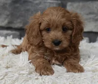 Ranger , a male Cavapoo for sale in Berlin, OH – 2 of 4