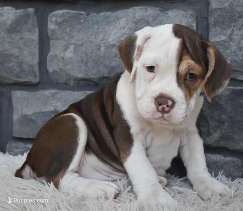 Tilly – English Bulldog, Beagle puppy for sale in Berlin, OH