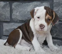 Tilly, a female English Bulldog and Beagle for sale in Berlin, OH – 1 of 4