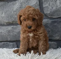 Cuddles, a male Poodle - Toy  for sale in Berlin, OH – 5 of 7