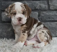 Tank, a male English Bulldog and Beagle for sale in Berlin, OH – 3 of 5