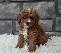 Reese, a female Cavapoo for sale in Berlin, OH – 4 of 5
