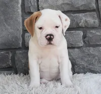 Abby , a female English Bulldog and Beagle for sale in Berlin, OH – 2 of 5