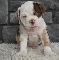 Truffle , a male English Bulldog and Beagle for sale in Berlin, OH – 3 of 6