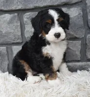 Callie, a female Miniature Bernedoodle for sale in Berlin, OH – 2 of 8