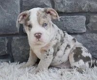 Bailey , a female English Bulldog and Beagle for sale in Berlin, OH – 4 of 4