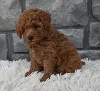 Cash , a male Poodle - Toy  for sale in Berlin, OH – 9 of 9