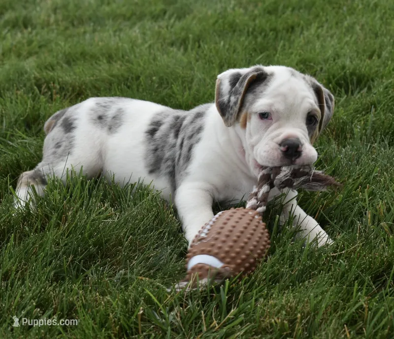 Alex  – English Bulldog, Beagle puppy for sale in Berlin, OH