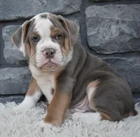 Tank , a male English Bulldog and Beagle for sale in Berlin, OH – 1 of 6