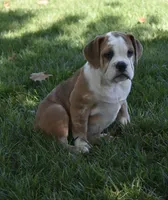 Brinley , a female English Bulldog and Beagle for sale in Berlin, OH – 4 of 7