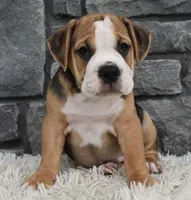 Tater, a male English Bulldog and Beagle for sale in Berlin, OH – 3 of 5
