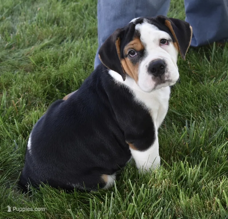 Alice  – English Bulldog, Beagle puppy on hold in Berlin, OH