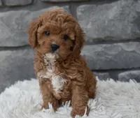 River, a female Cavapoo for sale in Berlin, OH – 3 of 7