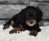 Reese , a female Cavapoo for sale in Berlin, OH – 2 of 6