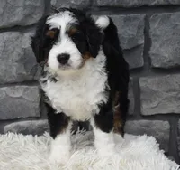 Carly , a female Miniature Bernedoodle for sale in Berlin, OH – 4 of 8