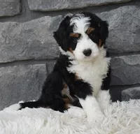  Cookie , a female Miniature Bernedoodle for sale in Berlin, OH – 6 of 8