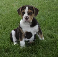 Biscuit , a female English Bulldog and Beagle for sale in Berlin, OH – 3 of 6