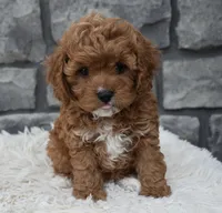 River, a female Cavapoo for sale in Berlin, OH – 1 of 7