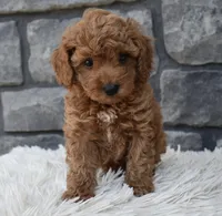 Cuddles, a male Poodle - Toy  for sale in Berlin, OH – 7 of 7