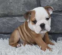 Miles, a male English Bulldog and Beagle for sale in Berlin, OH – 2 of 5