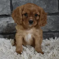 Riley , a male Cavalier King Charles Spaniel for sale in Berlin, OH – Photo 4 of 6