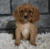 Riley , a male Cavalier King Charles Spaniel for sale in Berlin, OH – Photo 5 of 6