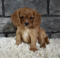 Riley , a male Cavalier King Charles Spaniel for sale in Berlin, OH – Photo 1 of 6