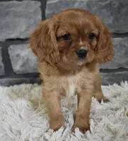 Riley , a male Cavalier King Charles Spaniel for sale in Berlin, OH – Photo 3 of 6
