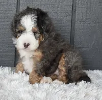 Jax, a male Miniature Bernedoodle for sale in Berlin, OH – 5 of 7