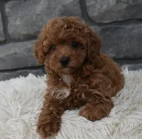 Cupcake , a female Poodle - Toy  for sale in Berlin, OH – 8 of 8