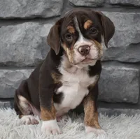 Trixie, a female English Bulldog and Beagle for sale in Berlin, OH – 2 of 4