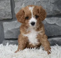 Remi, a female Cavapoo for sale in Berlin, OH – 5 of 8