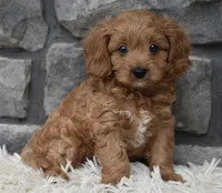Ranger , a male Cavapoo for sale in Berlin, OH – 1 of 4