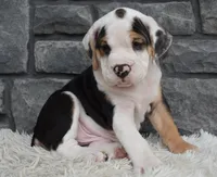 Tucker, a male English Bulldog and Beagle for sale in Berlin, OH – 3 of 5