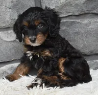 Reese , a female Cavapoo for sale in Berlin, OH – 3 of 6
